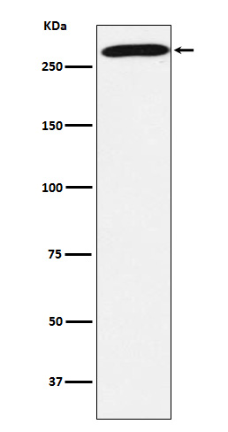 Rabbit monoclonal antibody