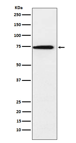 Rabbit monoclonal antibody