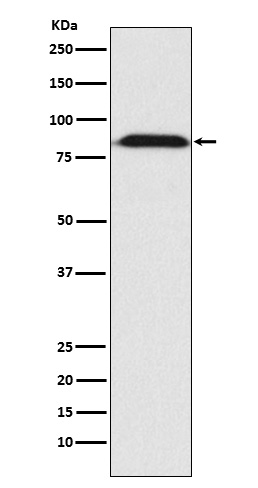 Rabbit monoclonal antibody