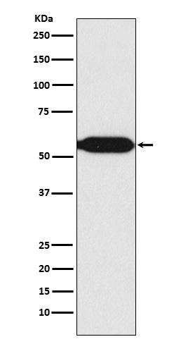 Rabbit monoclonal antibody