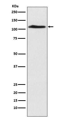 Rabbit monoclonal antibody