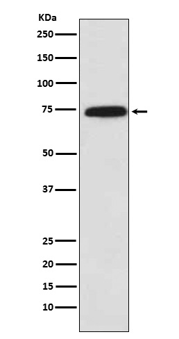Rabbit monoclonal antibody