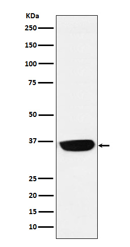 Rabbit monoclonal antibody