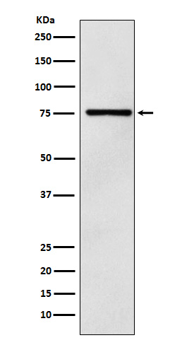 Rabbit monoclonal antibody