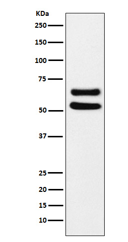 Rabbit monoclonal antibody