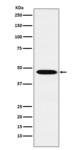 Rabbit monoclonal antibody