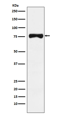 Rabbit monoclonal antibody