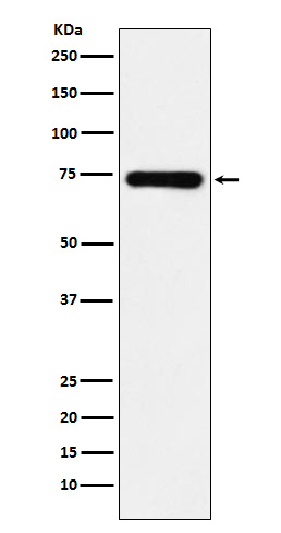 Rabbit monoclonal antibody