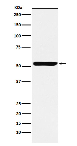 Rabbit monoclonal antibody