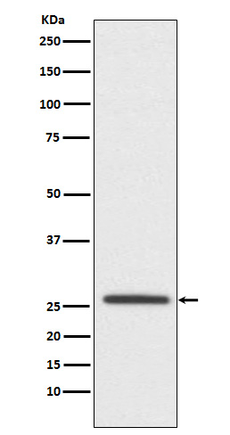 Rabbit monoclonal antibody