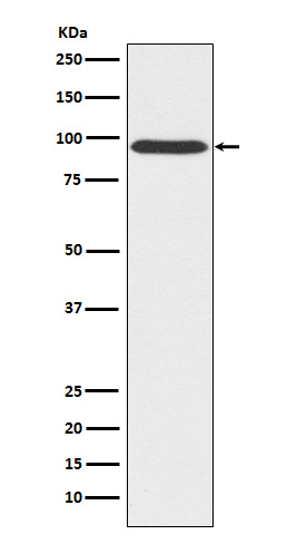 Rabbit monoclonal antibody