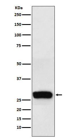 Rabbit monoclonal antibody