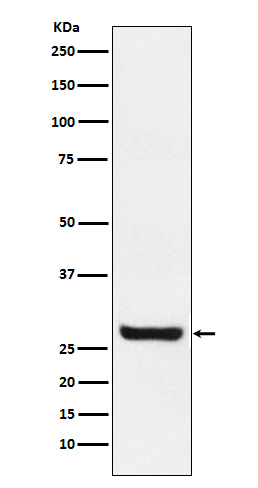 Rabbit monoclonal antibody