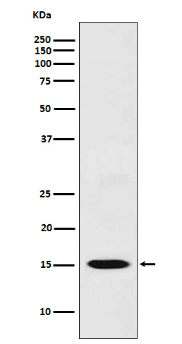 Rabbit monoclonal antibody