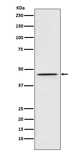 Rabbit monoclonal antibody