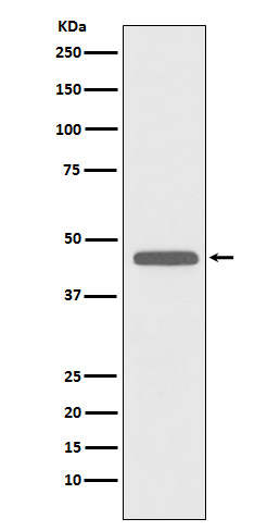Rabbit monoclonal antibody