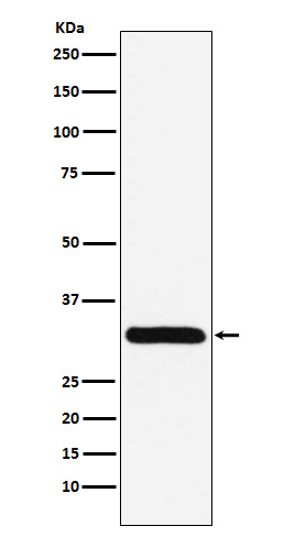 Rabbit monoclonal antibody