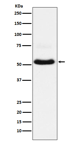 Rabbit monoclonal antibody