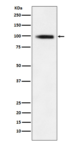 Rabbit monoclonal antibody