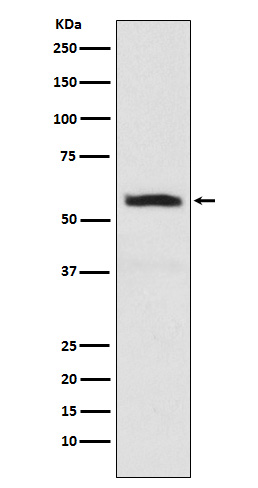 Rabbit monoclonal antibody