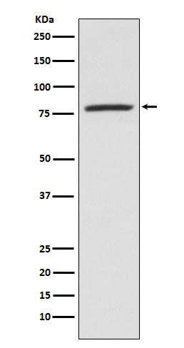 Rabbit monoclonal antibody