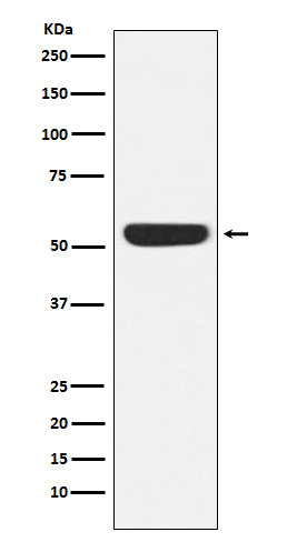 Rabbit monoclonal antibody