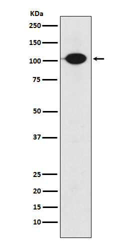 Rabbit monoclonal antibody