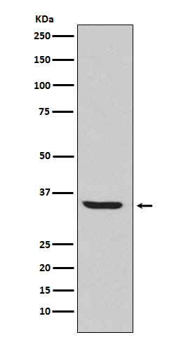Rabbit monoclonal antibody