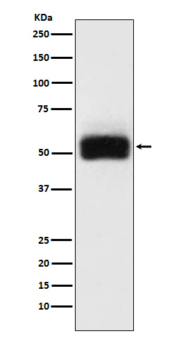 Rabbit monoclonal antibody
