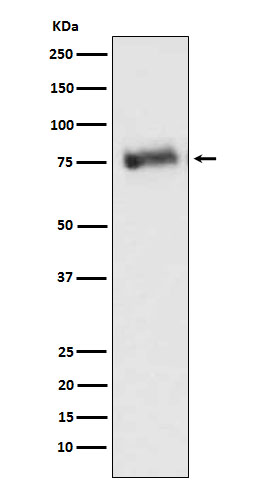 Rabbit monoclonal antibody