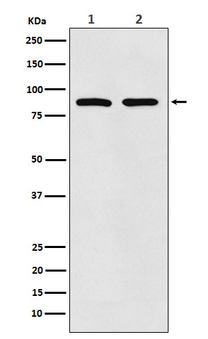 Rabbit monoclonal antibody