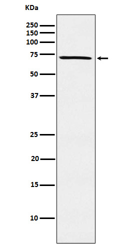Rabbit monoclonal antibody