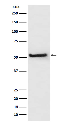 Rabbit monoclonal antibody