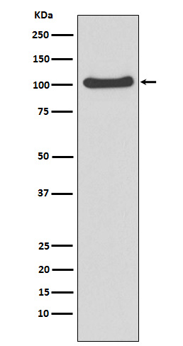Rabbit monoclonal antibody