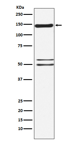 Rabbit monoclonal antibody