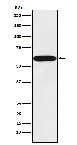 Rabbit monoclonal antibody