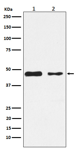 Rabbit monoclonal antibody