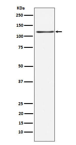 Rabbit monoclonal antibody