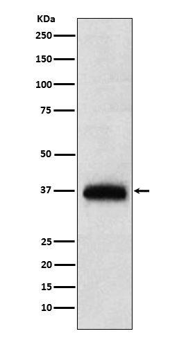 Rabbit monoclonal antibody