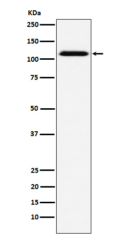 Rabbit monoclonal antibody