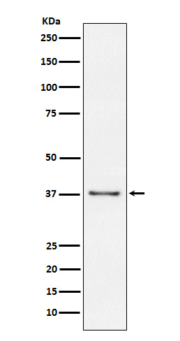 Rabbit monoclonal antibody