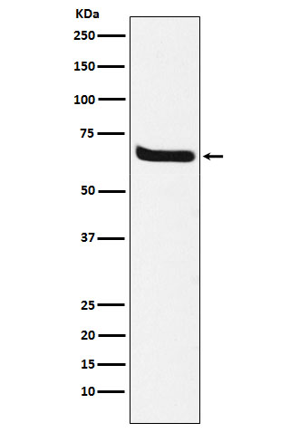 Rabbit monoclonal antibody