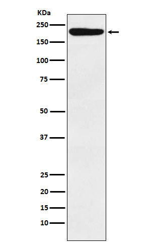 Rabbit monoclonal antibody