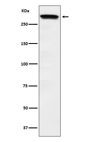 Rabbit monoclonal antibody