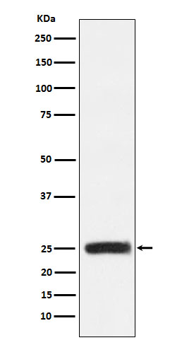 Rabbit monoclonal antibody