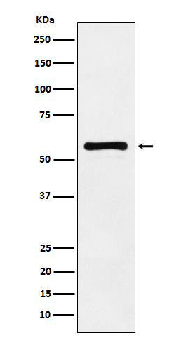 Rabbit monoclonal antibody