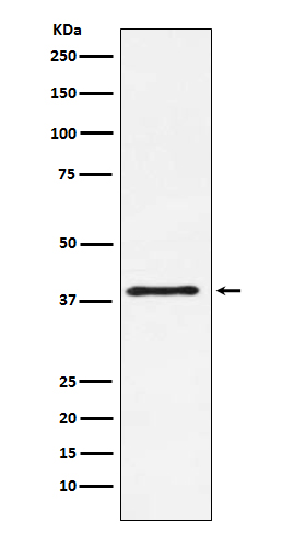 Rabbit monoclonal antibody
