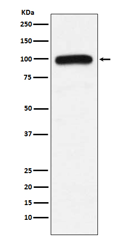 Rabbit monoclonal antibody