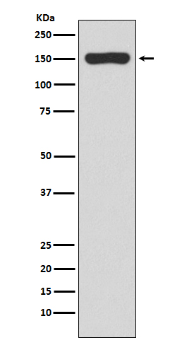 Rabbit monoclonal antibody