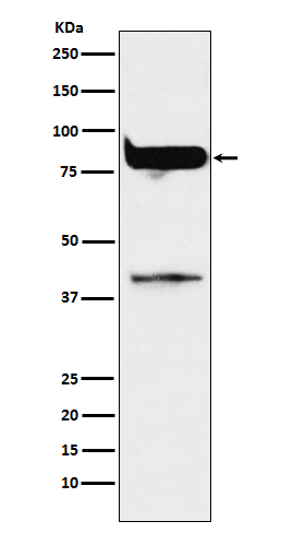 Rabbit monoclonal antibody